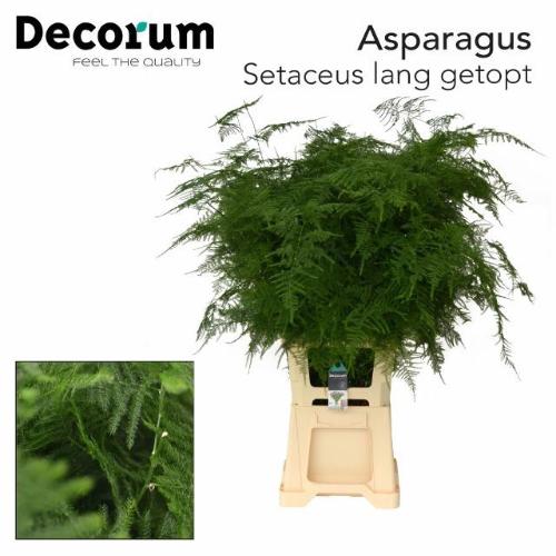 Asparagus setaceus overig