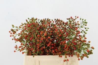 Rosa overig (rozenbottel)