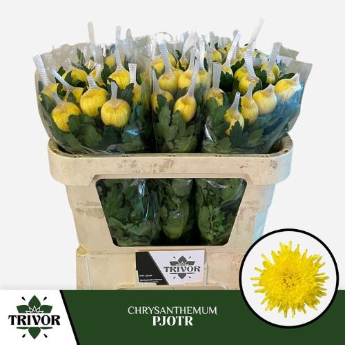 Chrysanthemum Indicum Grp geplozen kas Pjotr