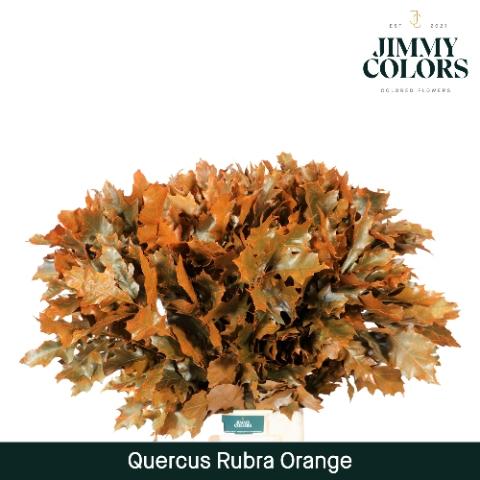 Quercus rubra kleurbehandeld H%