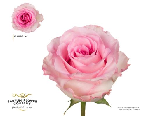 Rosa grootbloemig Mandala
