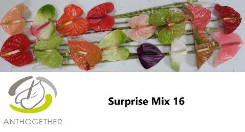 Anthurium Andreanum Grp gemengd 4 kleuren