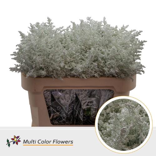Solidago kleurbehandeld H%