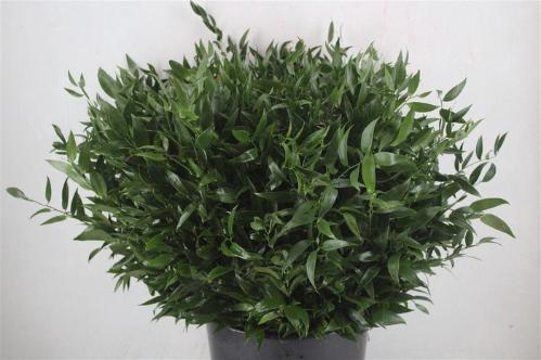 Ruscus aculeatus per bos