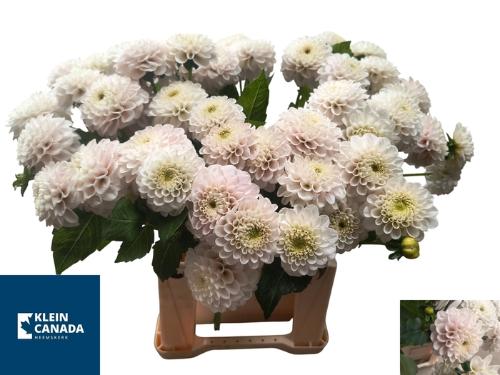 Dahlia (Ball Grp) 'Light Wizard'