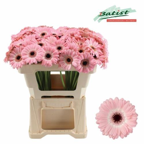 Gerbera mini Dixon