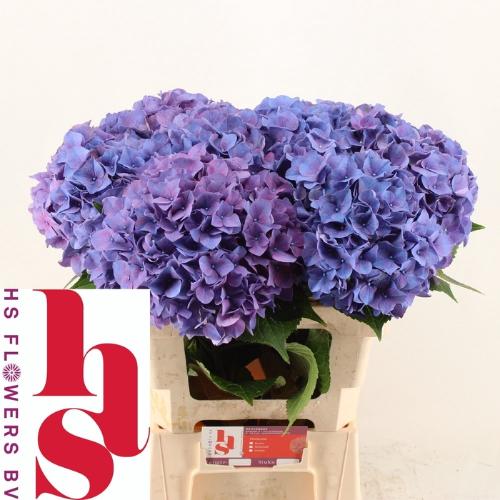 Hydrangea macrophylla 'Rodeo' (paars)
