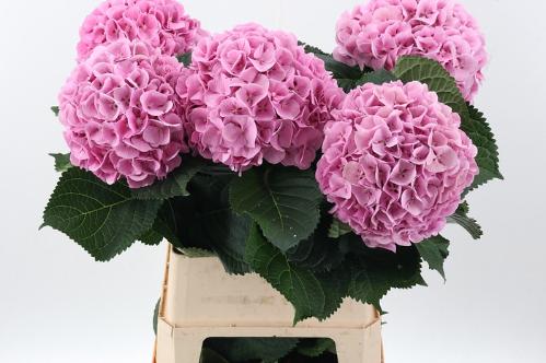 Hydrangea macrophylla 'Mammoet'
