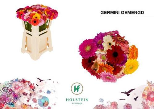 Gerbera mini gemengd