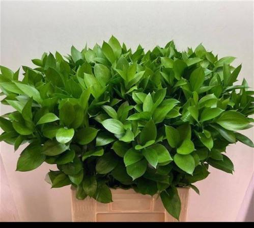 Ruscus hypophyllum (groot blad)