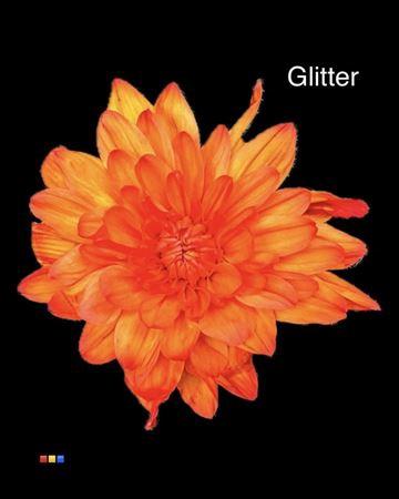 Chrysanthemum Indicum Grp tros kas kleurbehandeld H%