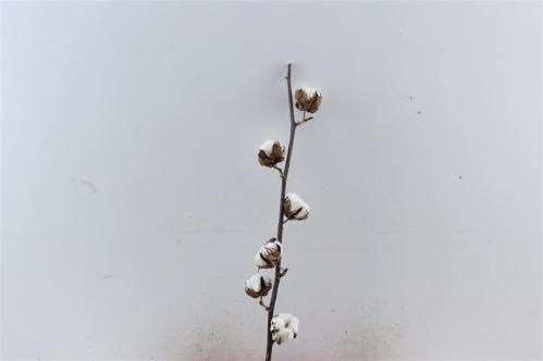 Gossypium hirsutum wit