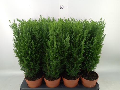 Chamaecyparis lawsoniana 'Ellwoodii'