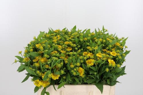 Helenium 'Kanaria'