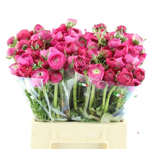 Ranunculus asiaticus 'Elegance Hot Pink'