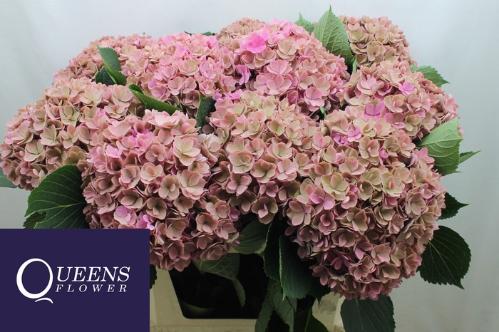Hydrangea macrophylla Royal Kiss (classic)