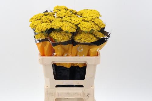 Achillea overig
