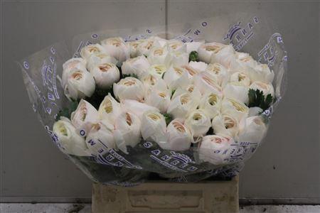 Ranunculus overig