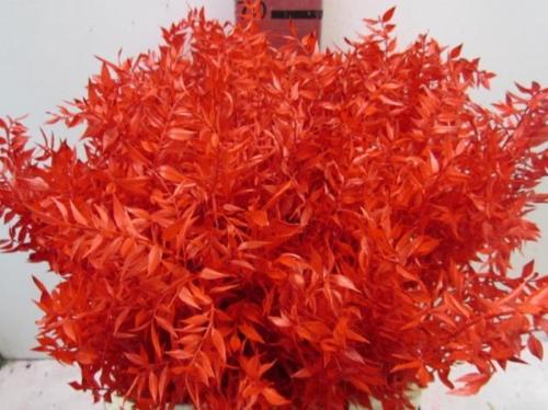 Ruscus kleurbehandeld H%