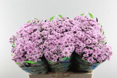 Chrysanthemum Indicum Grp tros Krissi