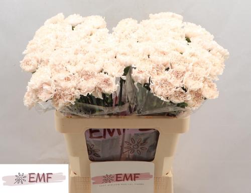 Dianthus standaard Brut