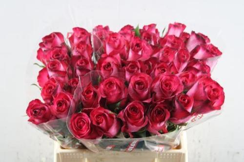 Rosa grootbloemig Nicoletta