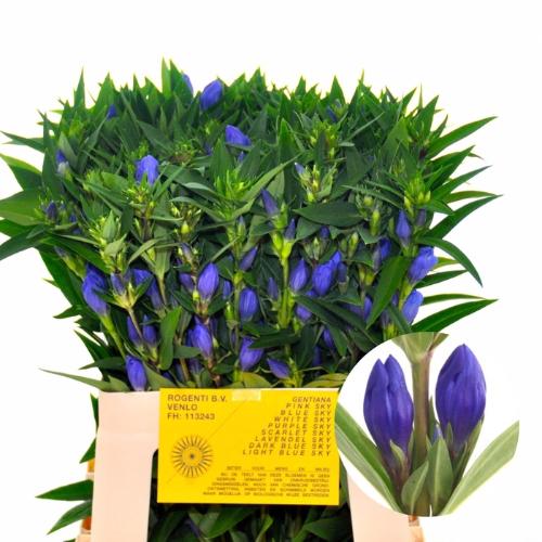 Gentiana Blue Sky