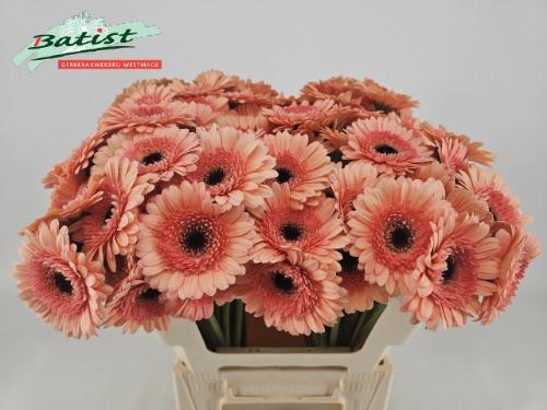Gerbera mini Cookies 'n Cream