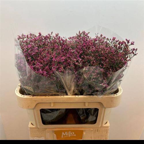 Limonium sinense China Passion