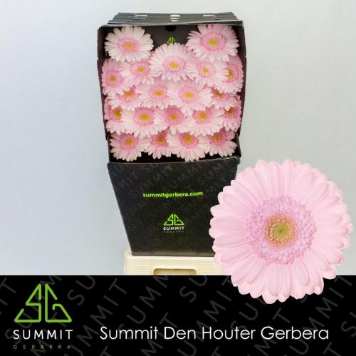 Gerbera mini Bridal Kimsey