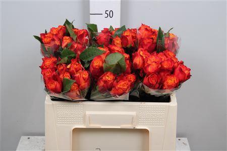 Rosa grootbloemig Atomic