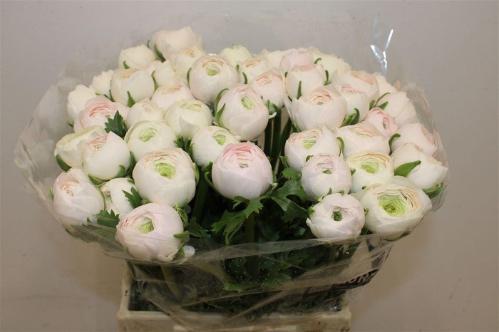 Ranunculus asiaticus Succes Hanoi