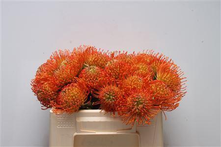 Leucospermum cordifolium 'Neena'