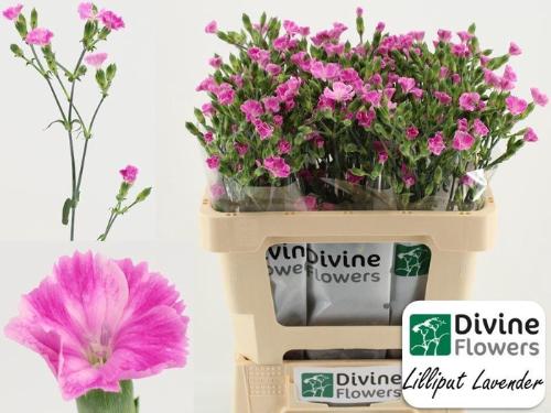 Dianthus Lilliput Lavender