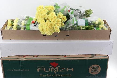 Dianthus standaard Hermes