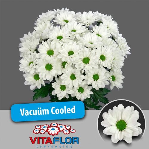 Chrysanthemum Indicum Grp tros Chic