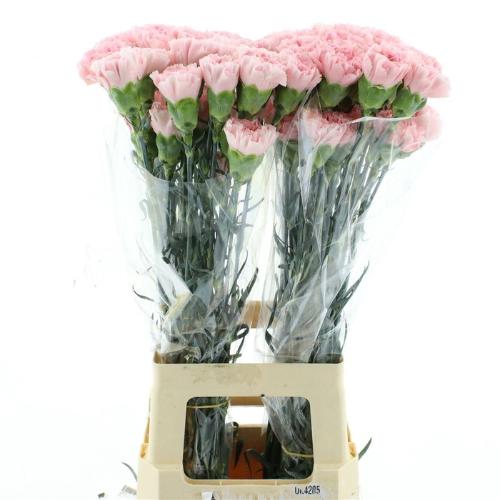 Dianthus standaard Julia