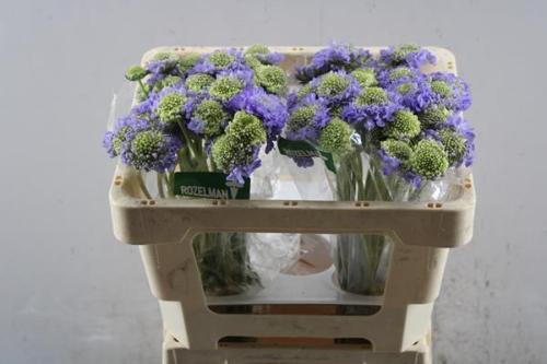 Scabiosa atropurpurea Lavender Scoop