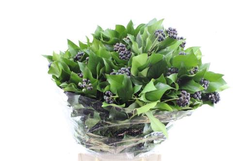 Hedera sp. (bes) per bos