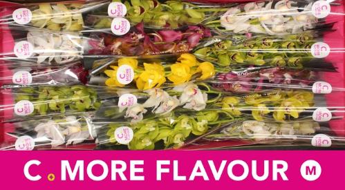 Cymbidium mini per tak gemengd