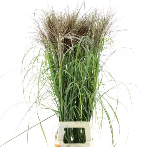 Miscanthus sinensis overig