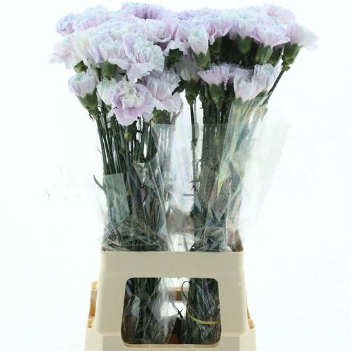 Dianthus standaard kleurbehandeld H%