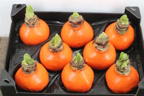 Hippeastrum bol gewaxt H%