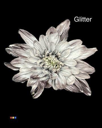 Chrysanthemum Indicum Grp tros kas kleurbehandeld H%