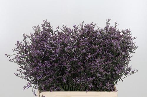 Limonium Safora Lilac