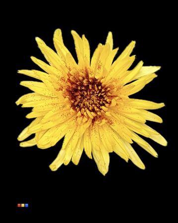 Chrysanthemum geplozen kas kleurbehandeld H%