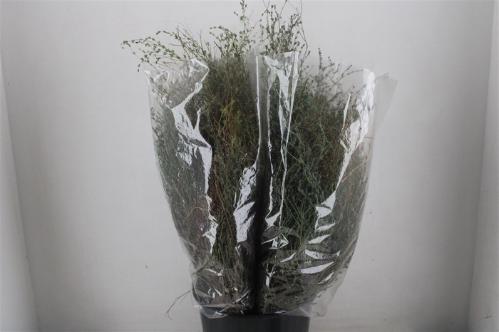 Thymus capitatus per bos