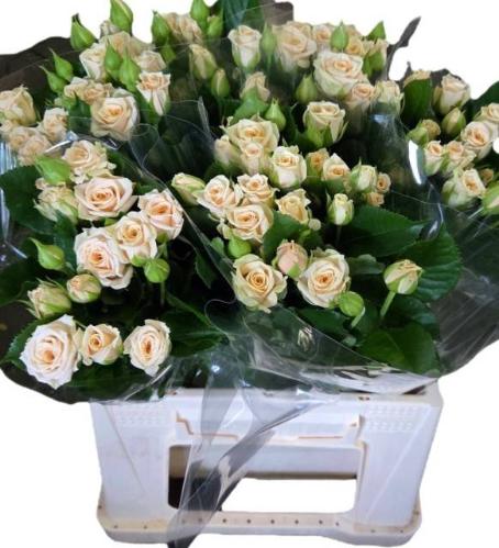 Rosa tros Tanja