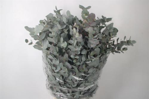 Eucalyptus per bos cinerea