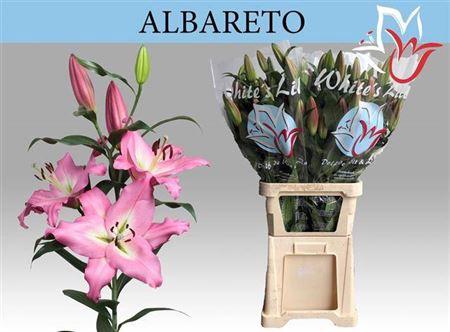 Lilium (OT-hybrids Grp) 'Albareto'